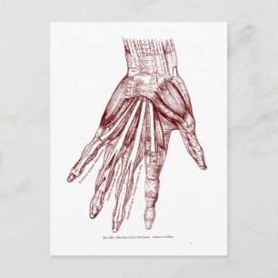 Human Anatomy Hand Muscles Red Postkarte