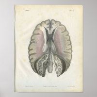 Human Brain Anatomy Print
