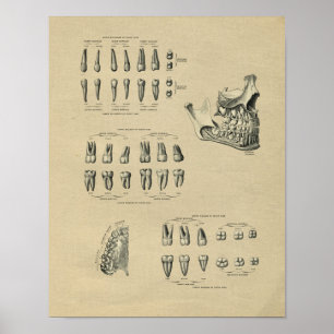 Human Dental Anatomy 1902 Vintag Print Poster