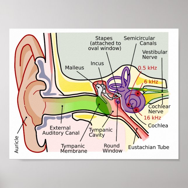 Human Ear Cochlear Frequency Mapping Diagram  Post Poster (Vorne)