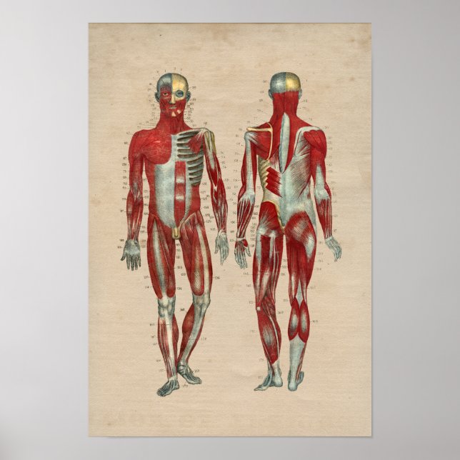 Human Muscle Anatomy 1841 Print Poster (Vorne)