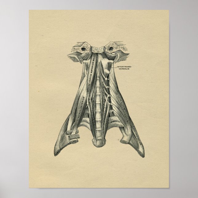 Human Neck Anatomy 1902 Vintage Print Poster (Vorne)