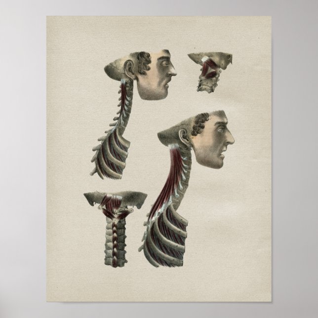 Human Neck Muscles Anatomy Vintage Print Poster (Vorne)