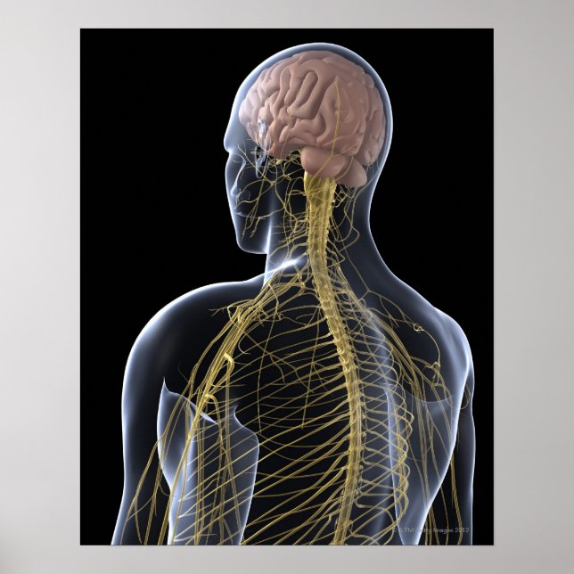 Human Nervous System Poster (Vorne)