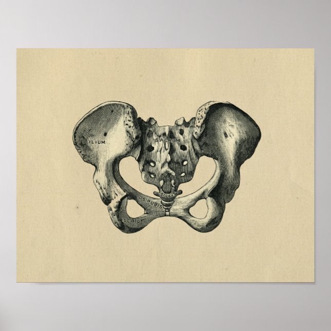Human Pelvis Anatomy 1902 Vintag Print Poster (Vorne)