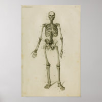 Human Skeleton Anterior Vintage Anatomy Print
