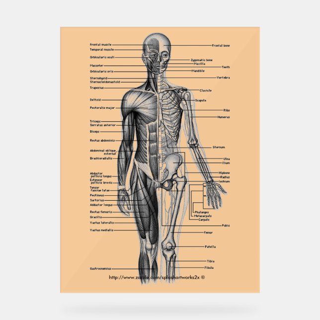 "Human Skeleton Diagramm" Acrylschild (Vorderseite)