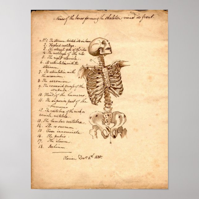 Human Skeleton Poster (Vorne)