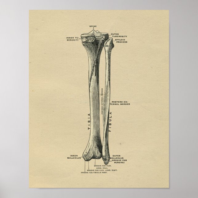 Human Tibia Anatomy 1902 Vintag Print Poster (Vorne)