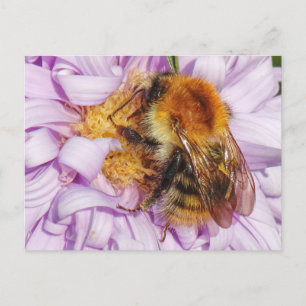 Humble Bee auf einer Michaelmas Daisy Postkarte