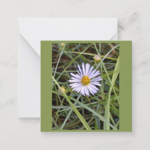 Humble daisy Foto Mitteilungskarte