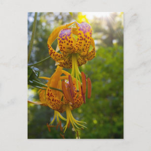 Humboldt Lilies Sunburst Postkarte
