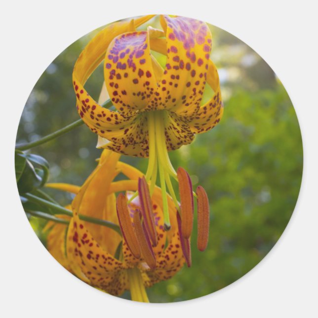 Humboldt Lilies Sunburst Runder Aufkleber (Vorderseite)