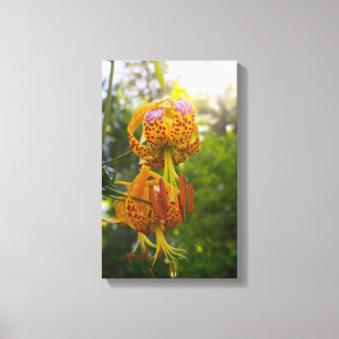 Humboldt Lily Leinwanddruck