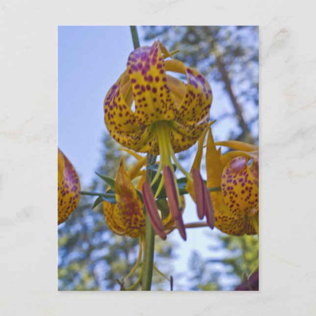 Humboldt Lily Postkarte (Vorderseite)