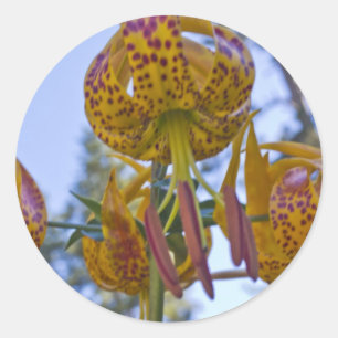 Humboldt Lily Runder Aufkleber