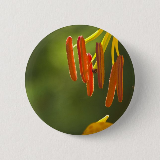 Humboldt Lily Stamens Button (Vorderseite)