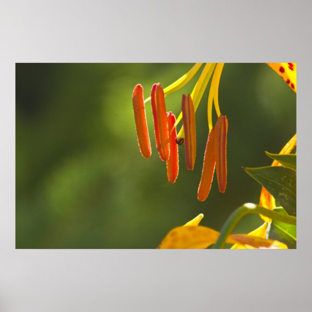 Humboldt Lily Stamens Poster (Vorne)