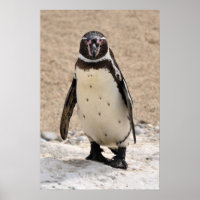Humboldt Penguin