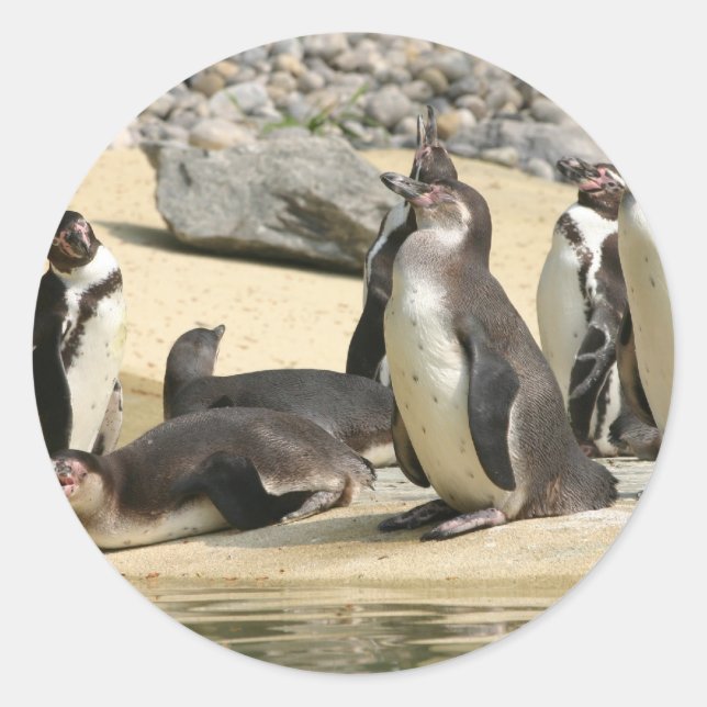 Humboldt Penguins Runder Aufkleber (Vorderseite)