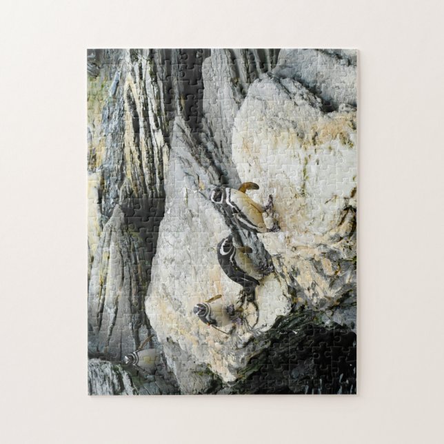 Humboldt-Pinguine. (Vertikal)