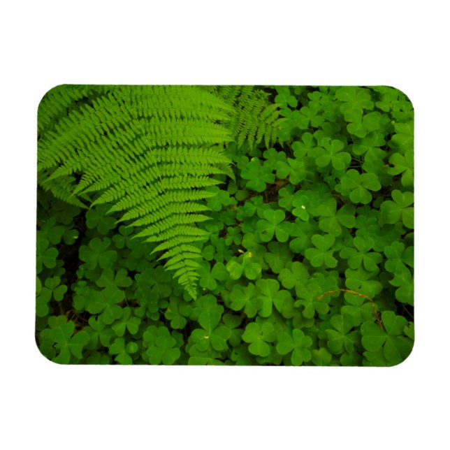 Humboldt Redwoods Staat Park Magnet (Horizontal)