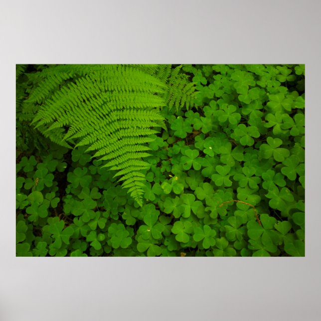 Humboldt Redwoods Staat Park Poster (Vorne)