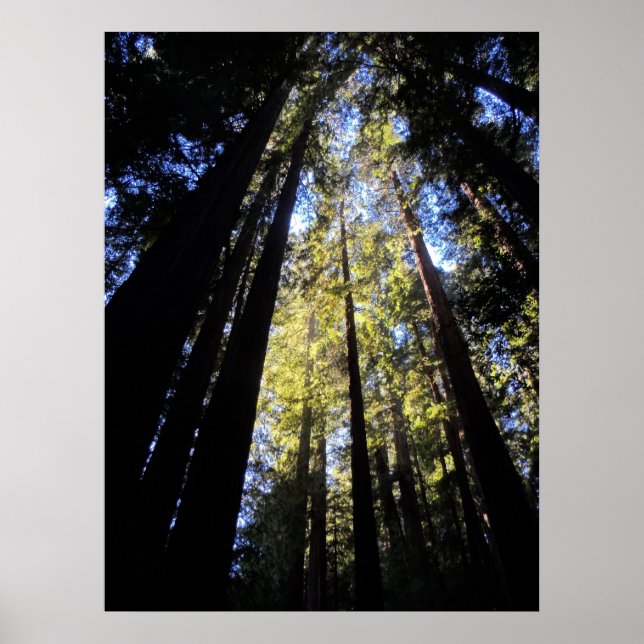 Humboldt Redwoods Staat Park Poster (Vorne)