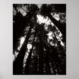 Humboldt Redwoods Staat Park - Schwarz und Weiß Poster