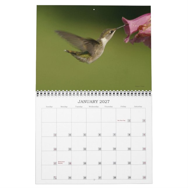 Humingbirds - 2010 kalender (Jan 2027)