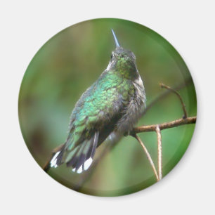 Humm, eine Erholung nehmen Magnet