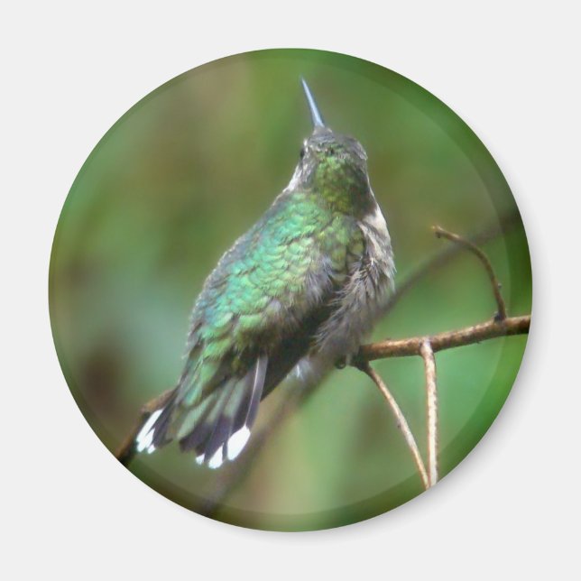 Humm, eine Erholung nehmen Magnet (Vorne)