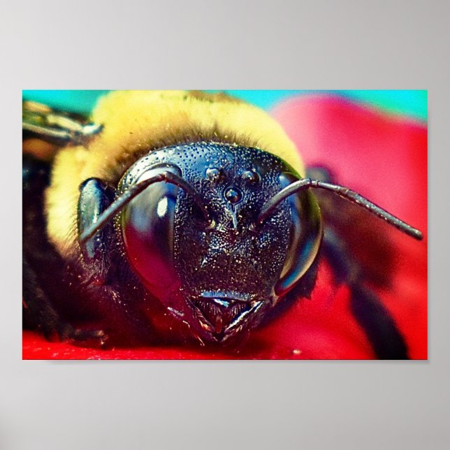 Hummel auf Blume Fotografie Wanddekoration Print Poster (Vorne)