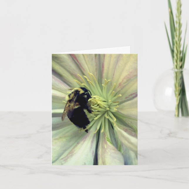 Hummel auf Clematis-Blüte Fotografie (Vorderseite)