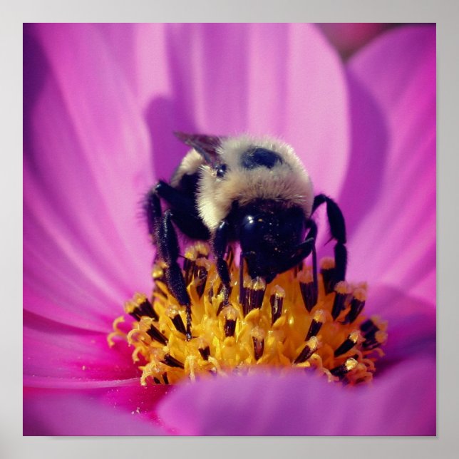 Hummel auf Cosmos-Blüte  Poster (Vorne)