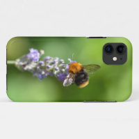 Hummel auf einem Lavendel