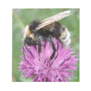 Hummel auf einem Thistle Notepad Notizblock