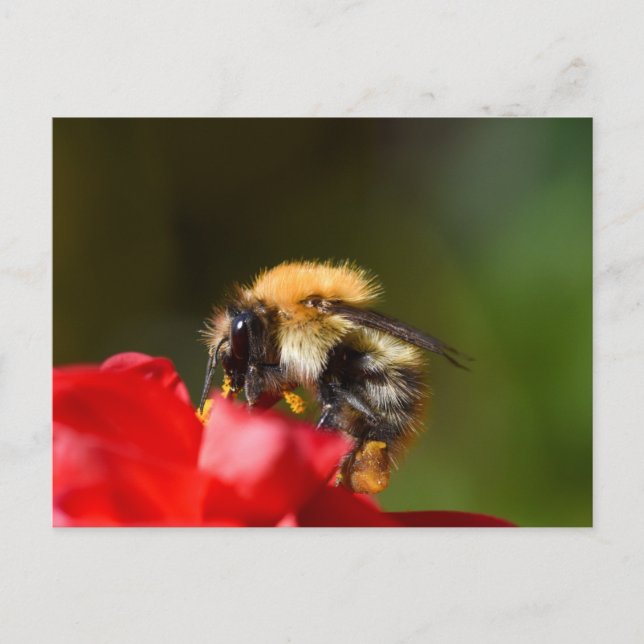 Hummel auf einer Dahlia Postkarte (Vorderseite)