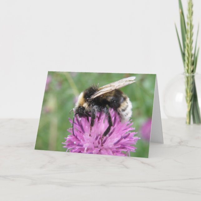 Hummel auf einer Distel-Gruß-Karte Karte (Vorderseite)