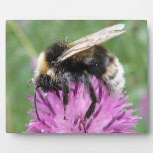 Hummel auf einer Plaque Fotoplatte