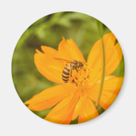 Hummel auf einer Schwefel-Schmuckkörbchen Magnet