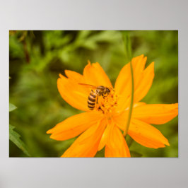 Hummel auf einer Schwefel-Schmuckkörbchen Poster