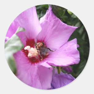 Hummel auf Hibiskusblüte Runder Aufkleber
