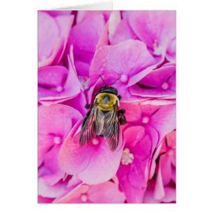 Hummel auf Hydrangea