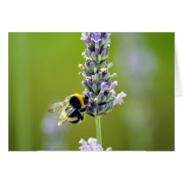 Hummel auf Lavendel