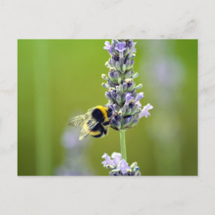 Hummel auf Lavendel Postkarte