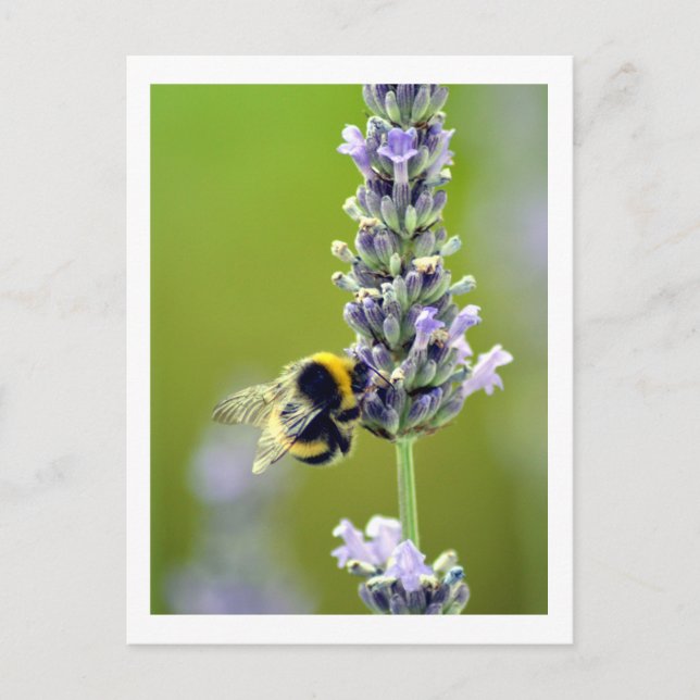 Hummel auf Lavendel Postkarte (Vorderseite)