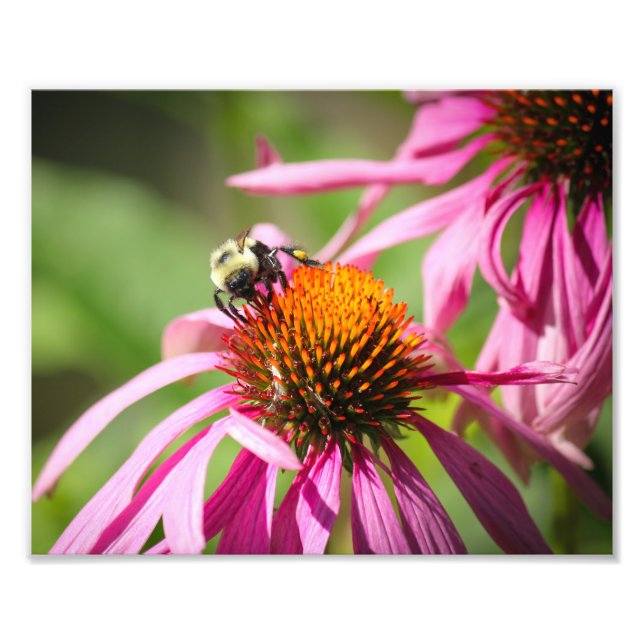 Hummel auf Lila Naturfotografie Fotodruck (Vorne)