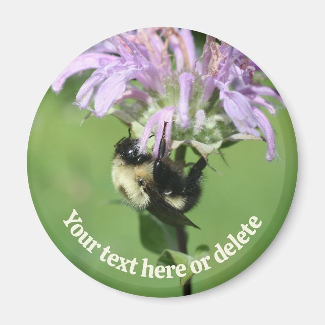 Hummel auf Monarda-Blüte Personalisiert Magnet (Vorne)