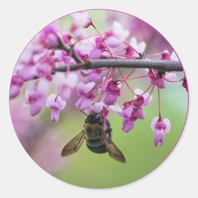 Hummel auf Redbud-Blüten Runder Aufkleber (Vorderseite)
